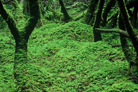 WHW, moss landscape